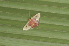 Idaea rosinaria