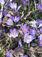 Crocus heuffelianus heuffelianus