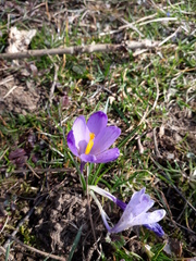 Crocus heuffelianus heuffelianus