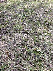 Crocus heuffelianus heuffelianus