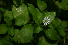 Stellaria neglecta