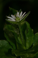 Stellaria neglecta