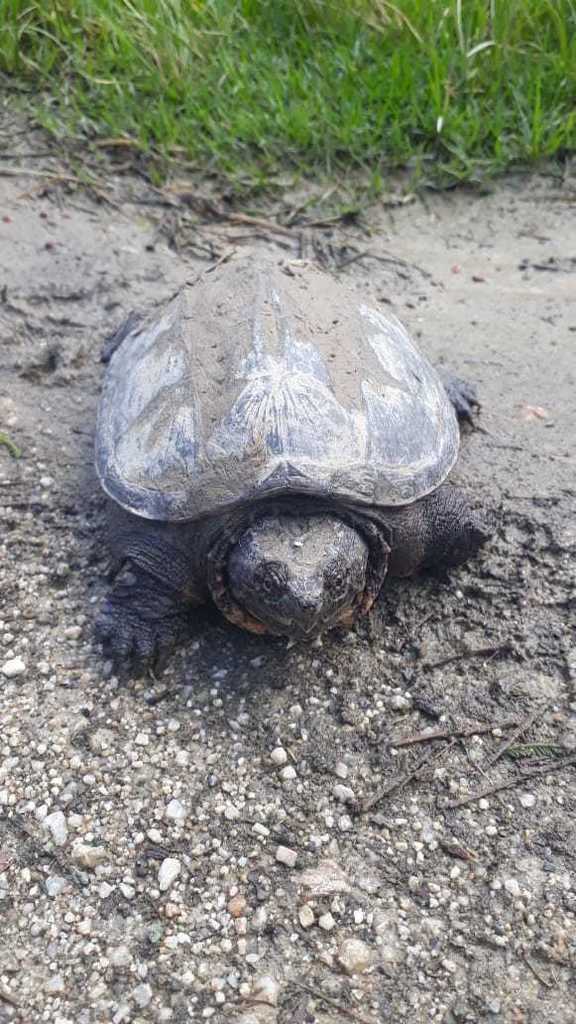 South American Snapping Turtle from Loja, Ecuador on March 13, 2021 by ...