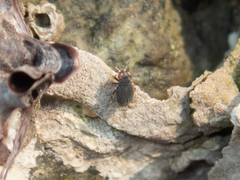 Omaniidae