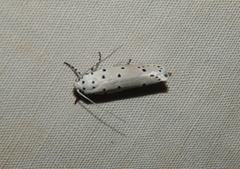 Ethmia coscineutis