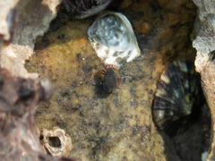 Omaniidae