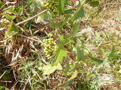 Toxicodendron radicans verrucosum