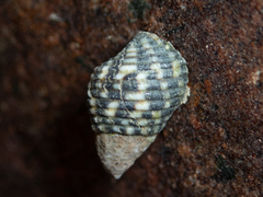 Planaxis sulcatus
