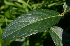 Phillyrea latifolia media