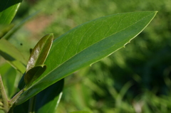 Phillyrea latifolia media