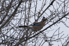 Garrulus glandarius iphigenia