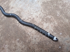 Amphisbaena fuliginosa