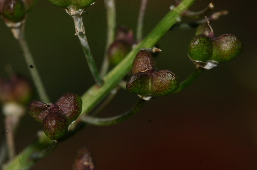 Barnardia numidica
