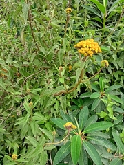 Kingianthus paniculatus