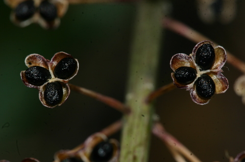 Barnardia numidica