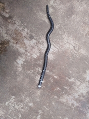 Amphisbaena fuliginosa