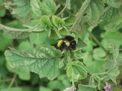 Bombus weisi