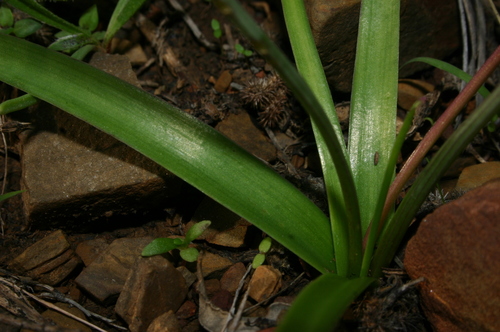 Barnardia numidica