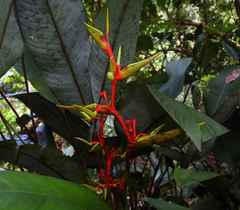 Heliconia richardiana