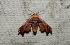 Eutelia callichroma