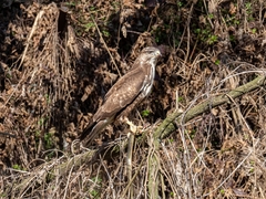 Buteo buteo