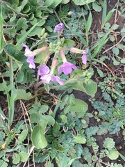 Angiospermae