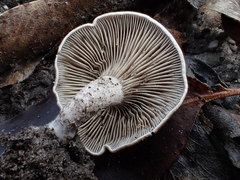 Clitopilus austroprunulus