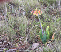 Cyrtanthus obliquus