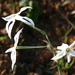 Narcissus elegans - Photo (c) Errol Véla,  זכויות יוצרים חלקיות (CC BY-NC), הועלה על ידי Errol Véla