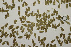 Prosthecium pyriforme