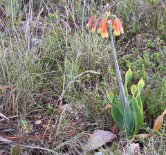 Cyrtanthus obliquus