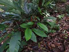 Heliconia richardiana