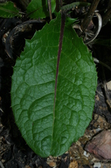 Klasea flavescens mucronata