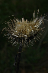 Klasea flavescens mucronata