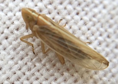 Stenocranus minutus