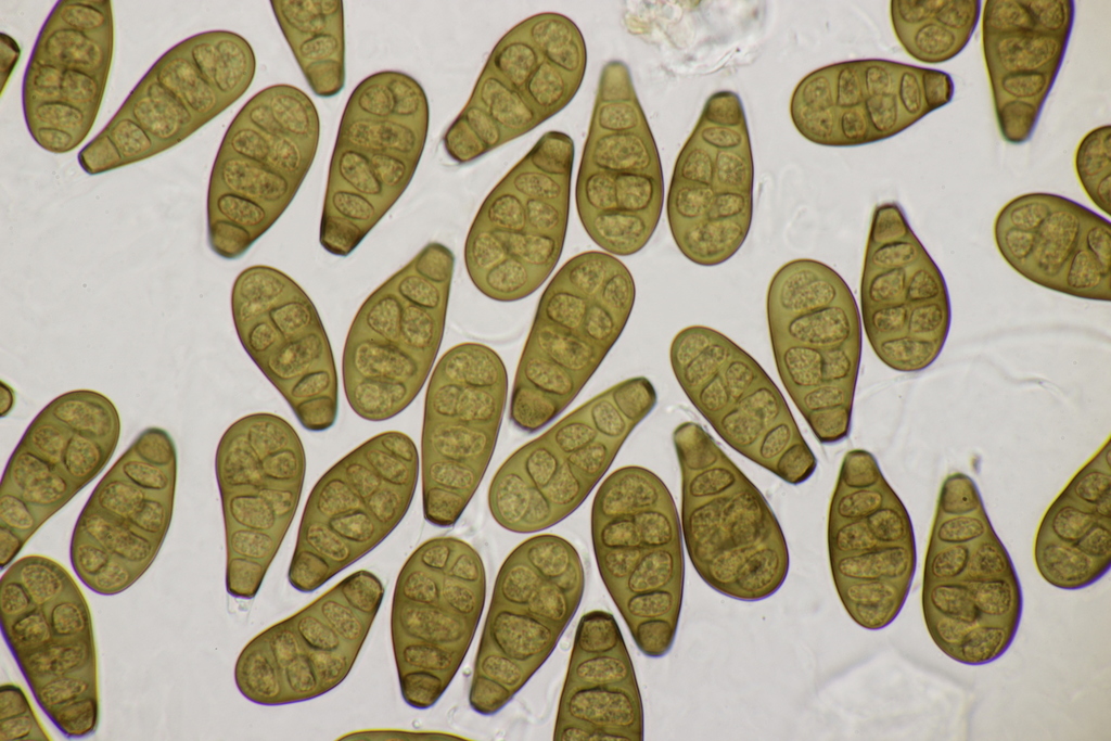 Stegonsporium pyriforme