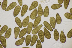 Prosthecium pyriforme