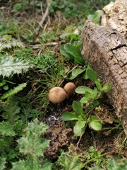 Fungi
