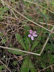 Erodium cicutarium