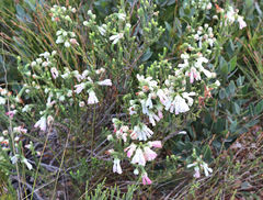Erica pectinifolia