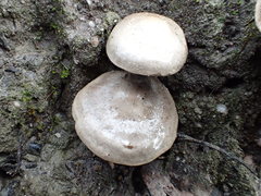 Clitopilus austroprunulus