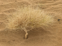 Leptadenia pyrotechnica
