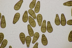 Prosthecium pyriforme