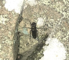 Liancalus virens