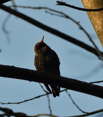 Sturnus vulgaris