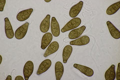 Prosthecium pyriforme