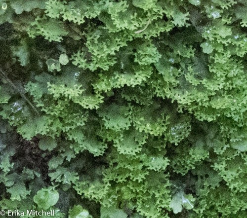 Representative image of Pelliales