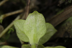 Peronospora alsinearum