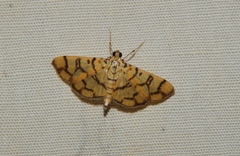 Pardomima callixantha