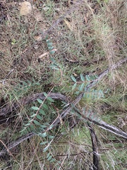 Astragalus douglasii